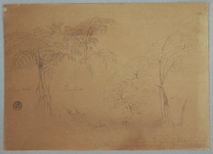 デッサン、2本の木と3本の植物の習作、エクアドル、ジョルジェ近郊、1857年7月23日 作： フレデリックエドウィン教会