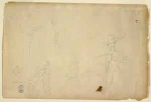 素描『茨とアザミ』1844年7月