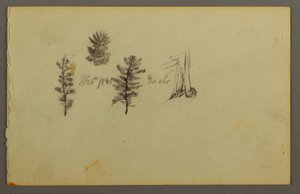 デッサン、3つの常緑樹、1845年 作： フレデリックエドウィン教会