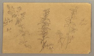 デッサン、3つの植物の習作、1865年10月