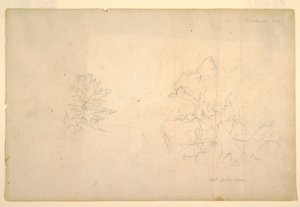 デッサン、樹木と枯れ木の幹、1844年9月 作： フレデリックエドウィン教会