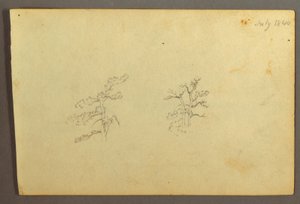 ドローイング、樹木、1844年7月 作： フレデリックエドウィン教会