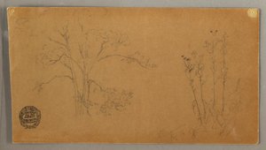 デッサン、樹木と植物、エレカンペーネ、1856年9月 作： フレデリックエドウィン教会