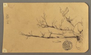 デッサン、樹木、巨石、1878年 作： フレデリックエドウィン教会
