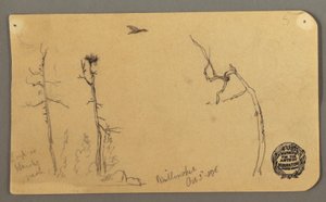 ドローイング、樹木、飛ぶ鳥、1877年