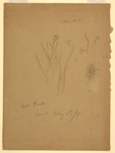 図面、水生植物、ローマイタリア 作： Frederic Edwin Church
