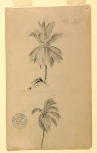 図面。 2 つのスケッチ。 やし。 作： Frederic Edwin Church