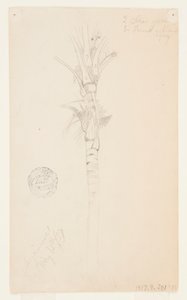 ヤシの木の葉と幹、アスピンウォール、パナマ 作： Frederic Edwin Church