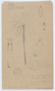 ジャマイカ、西インド諸島からのスケッチ 作： Frederic Edwin Church