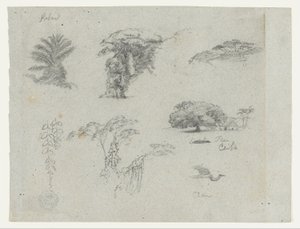 南米からのスケッチ。  植物スケッチ。   飛ぶ鶴。