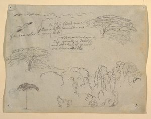 コロンビアのリオマグダレナ川から見た鳥と木の研究 作： Frederic Edwin Church