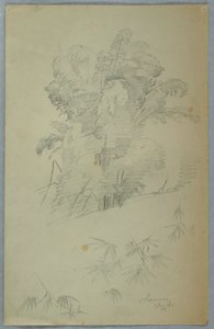木と枝の研究、ジャマイカ 作： Frederic Edwin Church