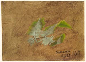 シダの研究、ジャマイカ 作： Frederic Edwin Church