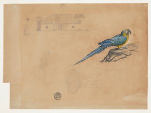 グアカマヤ、ボゴタ、コロンビアの研究 作： Frederic Edwin Church