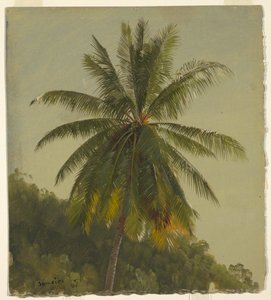 ヤシの木の研究、ジャマイカ 作： Frederic Edwin Church