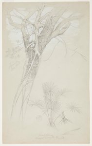 木の幹、寄生虫のつる、およびヤシの木の研究、ジャマイカ 作： Frederic Edwin Church