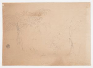 エクアドル、ジョルジェ近郊の 2 本の木と 3 本の植物の研究 作： Frederic Edwin Church