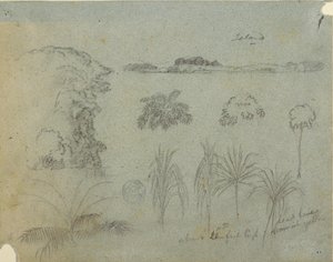 木のてっぺん、木、植物の5つのデザイン、遠くの島で学ぶ 作： Frederic Edwin Church