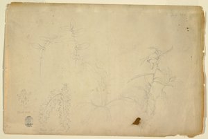 いばらとあざみ 作： Frederic Edwin Church