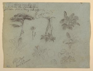 コロンビアのリオ・マグダレナから見た樹木研究 作： Frederic Edwin Church