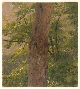 ウッドランド研究、ジャマイカ 作： Frederic Edwin Church