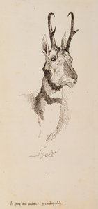 プロングホーンアンテロープ 作： Frederic Remington