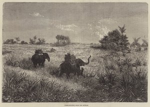 インドとプリンスオブウェールズ、ハウダーからのタイガーシューティング 作： Frederic Theodore Lix