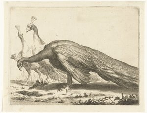 クジャク Abraham Bloemaert のドローイング ブック (シリーズ タイトル) 作： Frederick Bloemaert