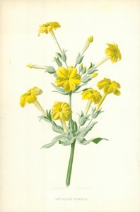 アビシニアンプリムローズ 作： Frederick Edward Hulme