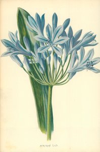 アフリカンリリー 作： Frederick Edward Hulme