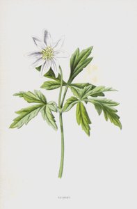 アネモネ（クロモリト） 作： Frederick Edward Hulme