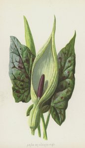 アルムまたはカッコウパイント（クロモリト） 作： Frederick Edward Hulme