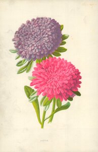 アスター 作： Frederick Edward Hulme