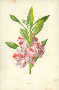バーム 作： Frederick Edward Hulme