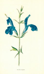 ブルーセージ 作： Frederick Edward Hulme