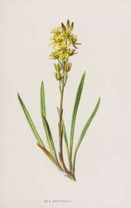 Bog Asphodel（chromolitho） 作： Frederick Edward Hulme