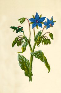 ルリジ、1877年。 作： Frederick Edward Hulme