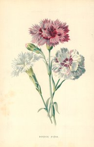 ボーダーピンク 作： Frederick Edward Hulme