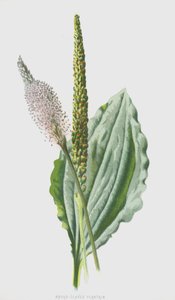 広葉オオバコ（chromolitho） 作： Frederick Edward Hulme