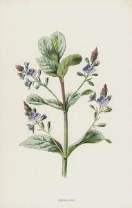 ブルックライム（クロモリト） 作： Frederick Edward Hulme