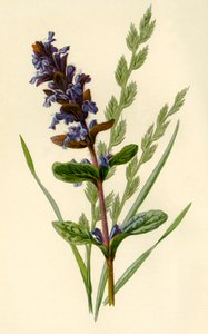 ビューグル＆トールフェスクグラス、1877年。 作： Frederick Edward Hulme