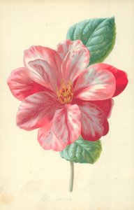 カメリア 作： Frederick Edward Hulme