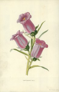 カンタベリーベル 作： Frederick Edward Hulme