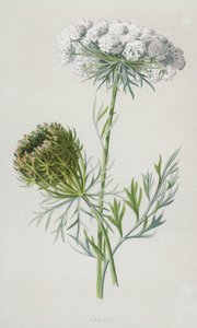 ニンジン（クロモリト） 作： Frederick Edward Hulme