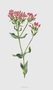 Centaury（chromolitho） 作： Frederick Edward Hulme