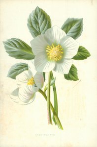 クリスマスローズ 作： Frederick Edward Hulme