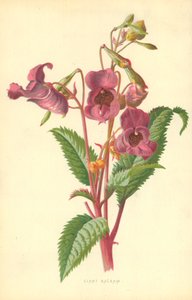 シアン・バルサム 作： Frederick Edward Hulme