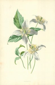 クレマチス 作： Frederick Edward Hulme