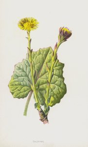 フキタンポポ（クロモリト） 作： Frederick Edward Hulme