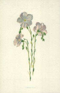 亜麻 作： Frederick Edward Hulme